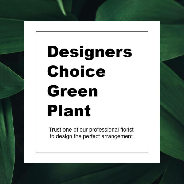 Designer's Choice Green Plant
